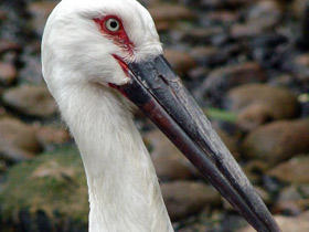 Фото Дальневосточный аист