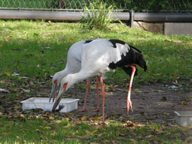 Фото Американский аист