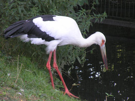 Фото Американский аист