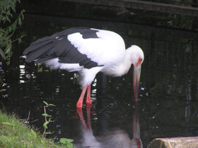 Фото Американский аист