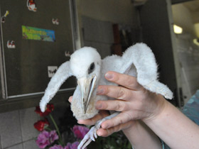 Фото Черный аист