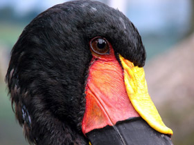 Фото Седлоклювый ябиру