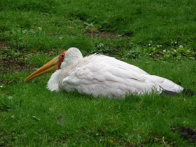 Фото Африканский клювач
