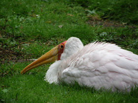Фото Африканский клювач