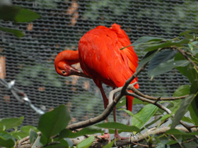 Фото Красный ибис