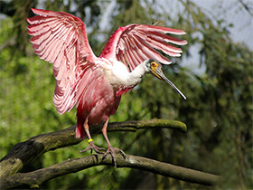 Фото Розовая колпица