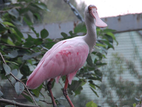 Фото Розовая колпица