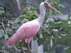 Фото Розовая колпица