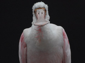 Фото Розовая колпица