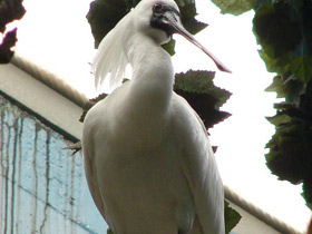 Фото Малая колпица