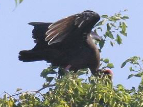 Фото Бородавчатый ибис