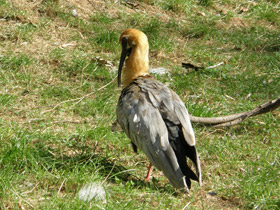 Фото Чернолицый ибис