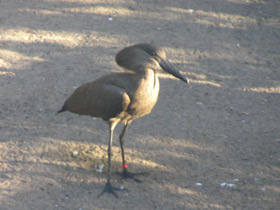 Фото Молотоглав