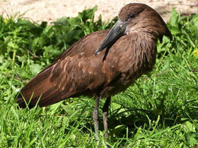 Фото Молотоглав