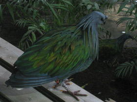 Фото Никобарский голубь