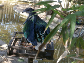 Фото Никобарский голубь