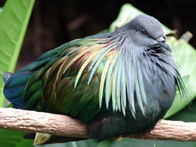 Фото Никобарский голубь