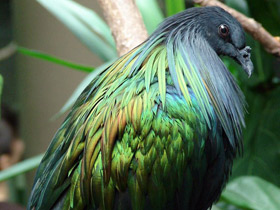 Фото Никобарский голубь