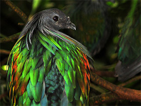 Фото Никобарский голубь