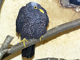 Фото Оливковый голубь