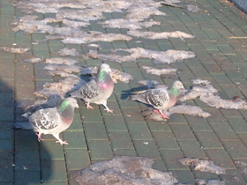 Фото Сизый голубь