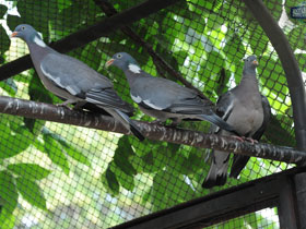 Фото Вяхирь