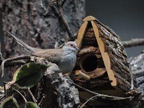 Фото Бриллиантовая горлица