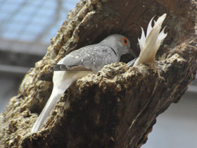 Фото Бриллиантовая горлица