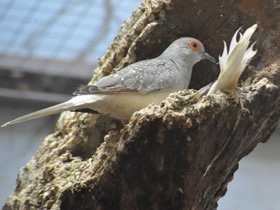 Фото Бриллиантовая горлица