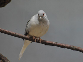 Фото Бриллиантовая горлица