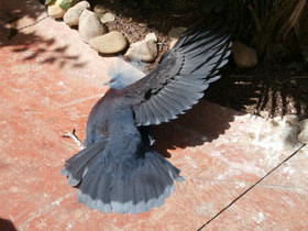 Смотреть фото Веероносный голубь Фото Веероносный голубь