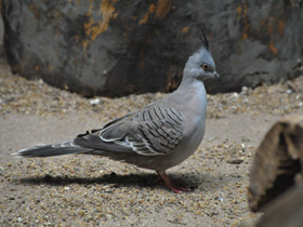 Смотреть фото Хохлатый бронзовокрылый голубь Фото Хохлатый бронзовокрылый голубь