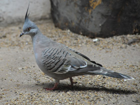 Смотреть фото Хохлатый бронзовокрылый голубь Фото Хохлатый бронзовокрылый голубь