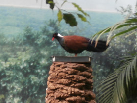 Фото Фазановый голубь