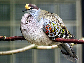 Фото Бронзовокрылый голубь-фапс