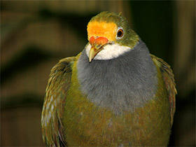 Фото Золотистолобый пёстрый голубь