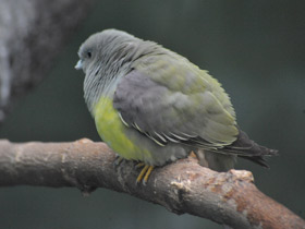 Фото Желтобрюхий плодовый голубь