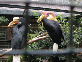 Фото Сулавесский калао