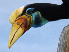 Фото Сулавесский калао