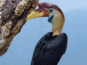 Фото Сулавесский калао