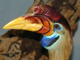 Фото Сулавесский калао