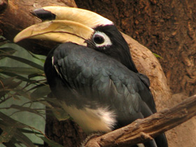 Птицы-носороги: добровольно замурованные Птицы-носороги: добровольно замурованные