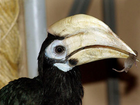 Фото Палаванская птица-носорог