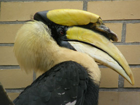 Фото Двурогий калао