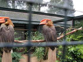 Фото Огненный гомрай