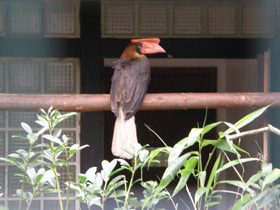 Фото Огненный гомрай