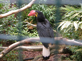 Фото Огненный гомрай