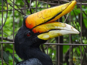 Фото Малайский гомрай