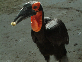 Фото Кафрский рогатый ворон