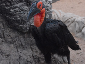 Фото Кафрский рогатый ворон